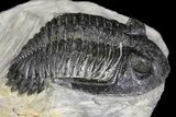 Bargain, Detailed Hollardops Trilobite - Visible Eye Facets #154325-1